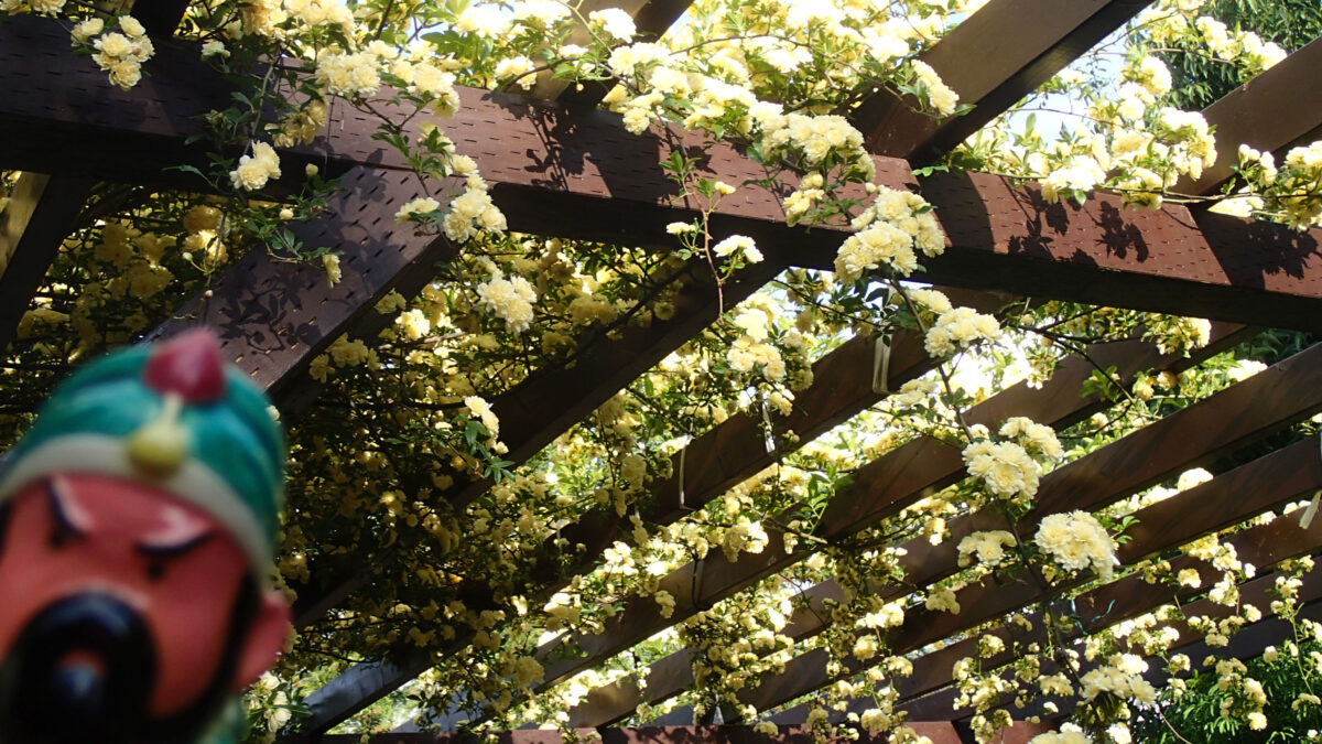 パーゴラを極めし者 パーゴラ 藤棚 のdiyでの作り方 キットとたくさんの画像